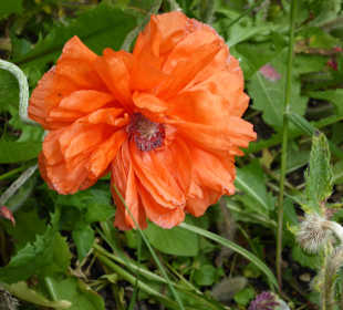 Botanischer Garten München