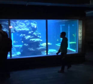 Meeresmuseum Stralsund