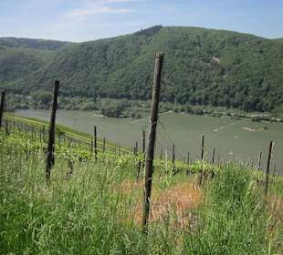 Impressionen Kräuterweg in Assmannshausen