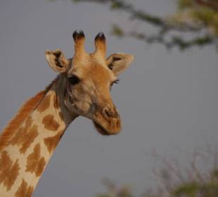 Giraffe