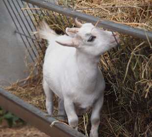 Gärten von Alfabia in Bunyola