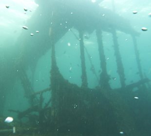 Tauchen am Wrack der Fähre in der Bucht Samana