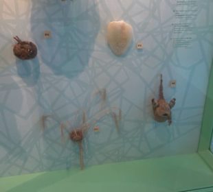 Museum Natur und Mensch