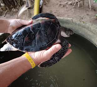Induruwa Sea Turtle Conservation Project
