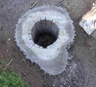 Real Jardín Botánico de Madrid