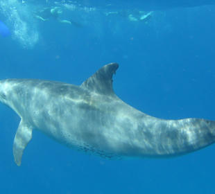 Schwimmen mit den Delfinen