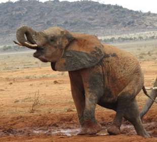 Tsavo East