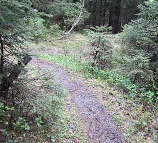 Rundweg durch den Wald am Seewaldsee