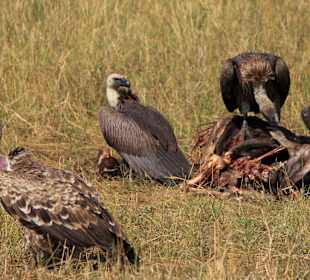 Geier bei der Mahlzeit ...