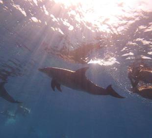 Delfintouren in Hurghada am Roten Meer
