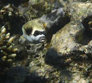 Maskenkugelfisch
