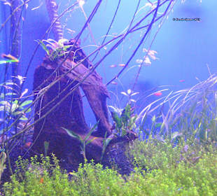 Aquarium