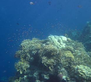 Riff und kleine Fische