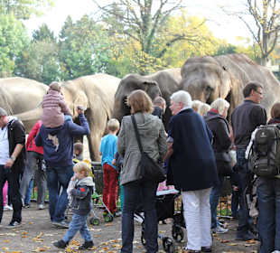 Besucher füttern Elefanten