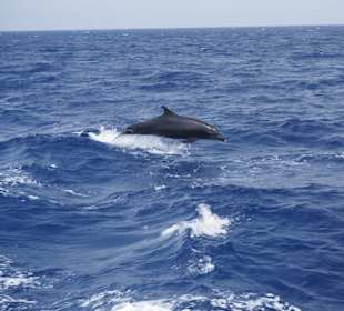 Delfin Tour Marsa Alam-Schnorcheln mit Delfinen 