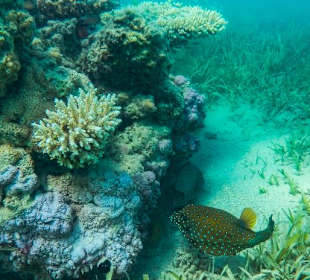 Schnorcheln Soma Bay