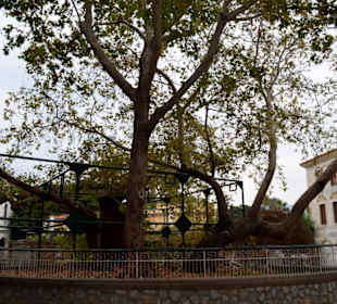 Die Platane des Hippokrates