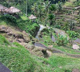 Blick auf die Terrassen