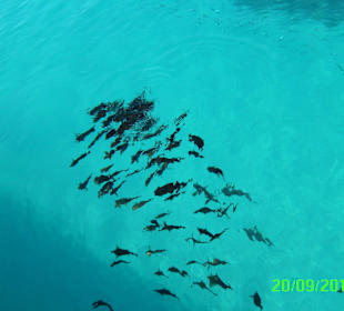 Fury Shoal Riff