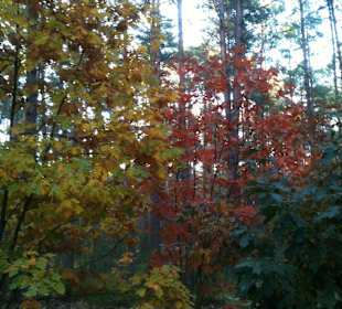 Kampinoski Park Narodowy