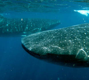 Tour Walhaischwimmen