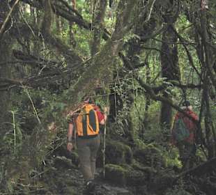 Alerce Andino Nationalpark