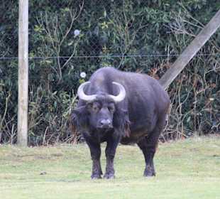Büffel im grosszügigen Parkgelände