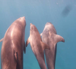 Mogli Delfine und Schnorcheln 