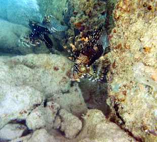 Underwater (Leon fish or Fire fish)