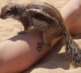 Lustiges Erdhörnchen