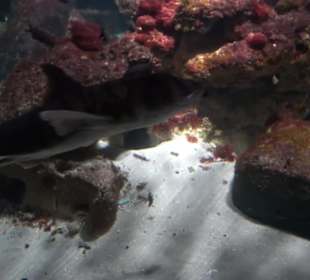 Sea Life