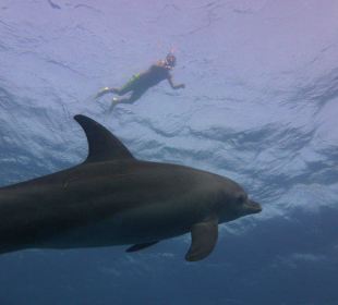 Schnorcheln mit Delfinen