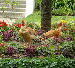 Hühner haben das Paradies