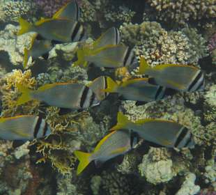 Schnorcheln beim Fort Arabesque