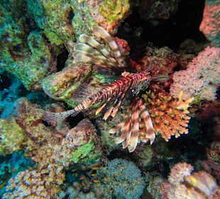 ORCA Dive Club Moreen Beach