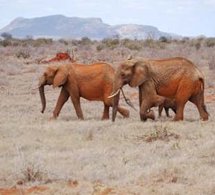 Die roten Elephanten marschieren