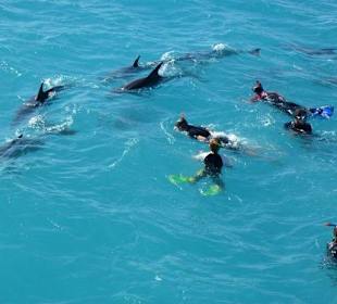 Delfine in Spiellaune