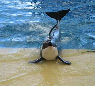 Orca Ocean Show