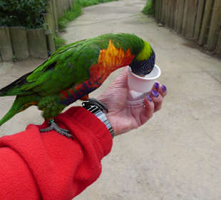 Einer schietet auf meine Hose...