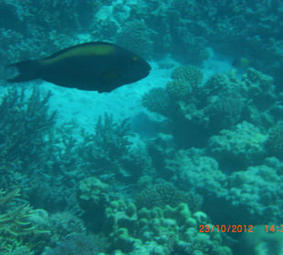 Подводный мир возле отеля