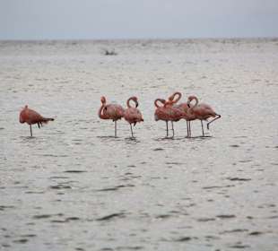Flamingos vor Isla de Pasion