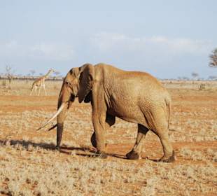 Ein einsamer Elefant