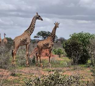 Tsavo Ost Nationalpark