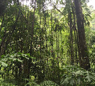 Sri Phang Nga Nationalpark
