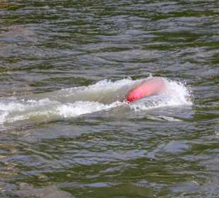 Die heftige Strömung der Salzach