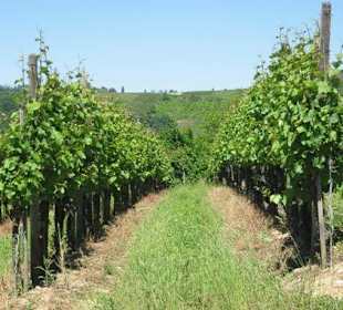 Blick auf die Weinberge - 2