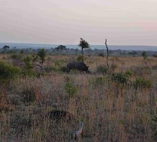 Krüger Nationalpark