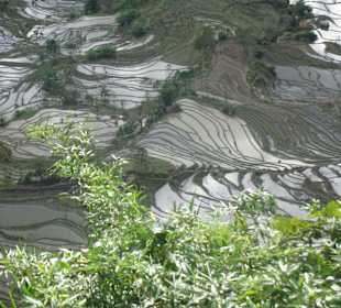 Reisterrassen