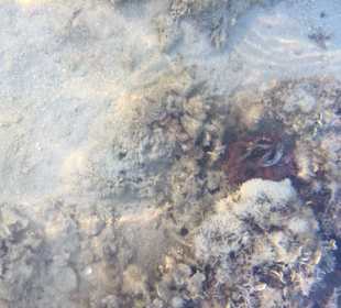 Schnorcheln Hurghada