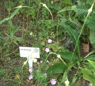 ALB-GOLD Naturgarten